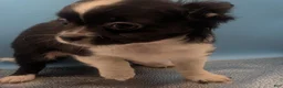 Chihuahua dogs for sale: Apple Head Chihuahuas The Best From Arizona  - Ad 9