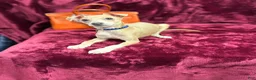 Italian Greyhound dogs for sale: Italian Greyhound Puppy 1 - Ad 1