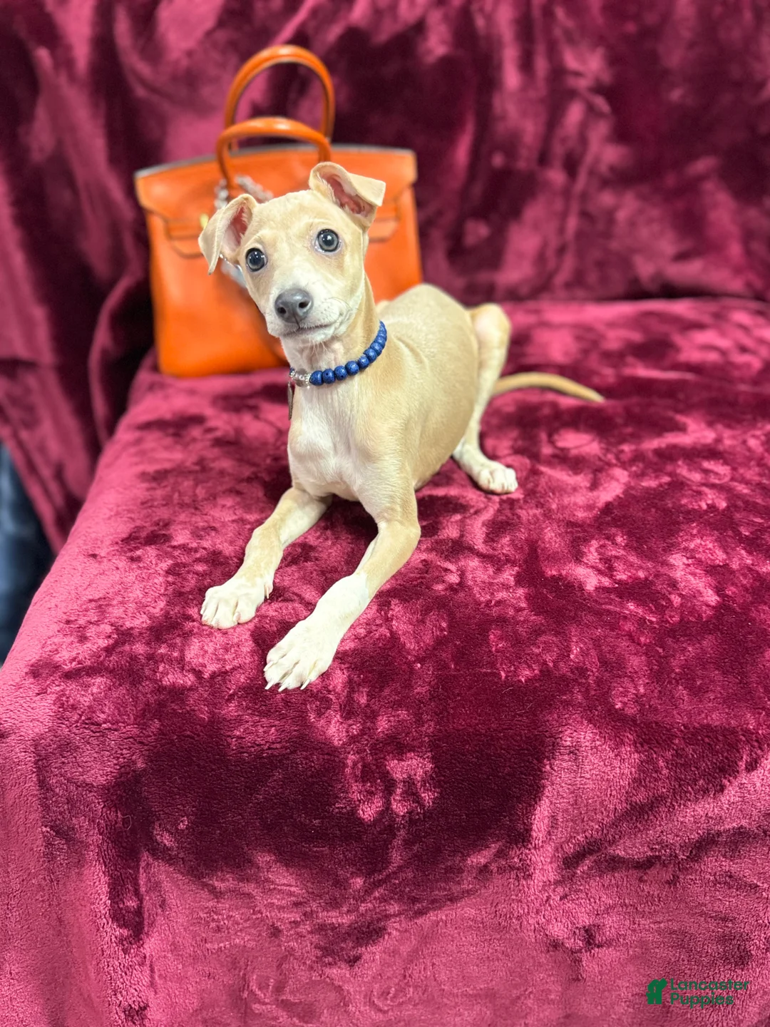 Italian Greyhound dogs for sale: Italian Greyhound Puppy 1 - Ad 1