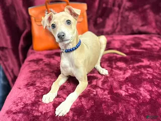 Italian Greyhound dogs Italian Greyhound Puppy 1 - Ad 1