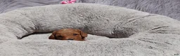 Mini Goldendoodle dogs for sale: Mia 🌷GenClearParents - Ad 8