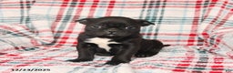 Mixed Breed dogs for sale: Happy - Ad 5