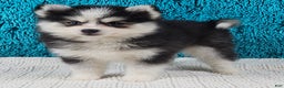 Pomsky dogs for sale: Maggie  - Ad 1
