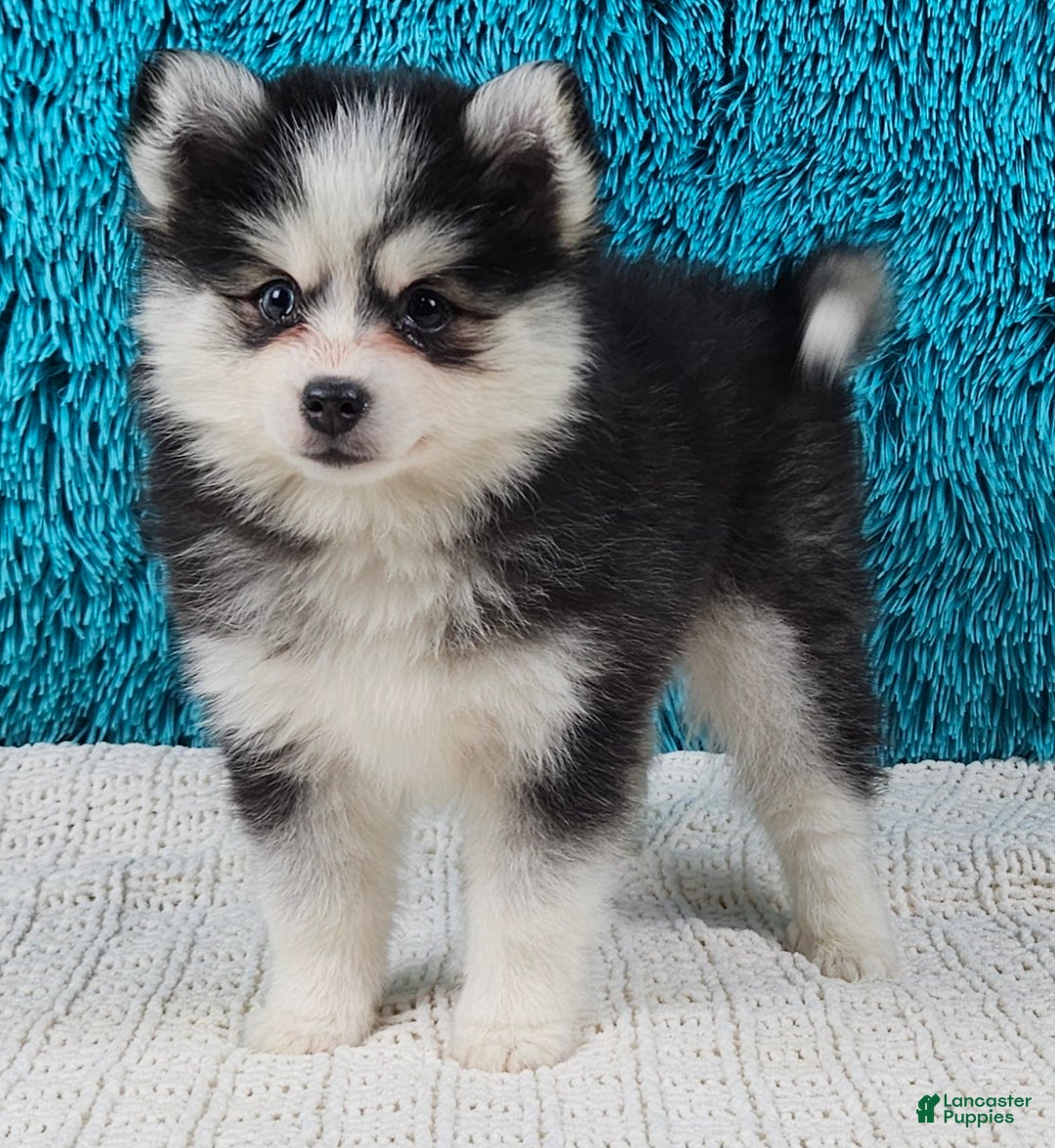 Pomsky dogs for sale: Maggie  - Ad 1