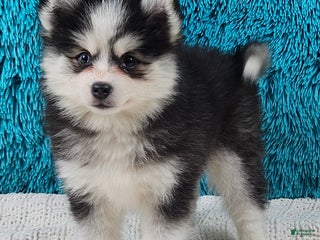 Pomsky dogs Maggie - Ad 21