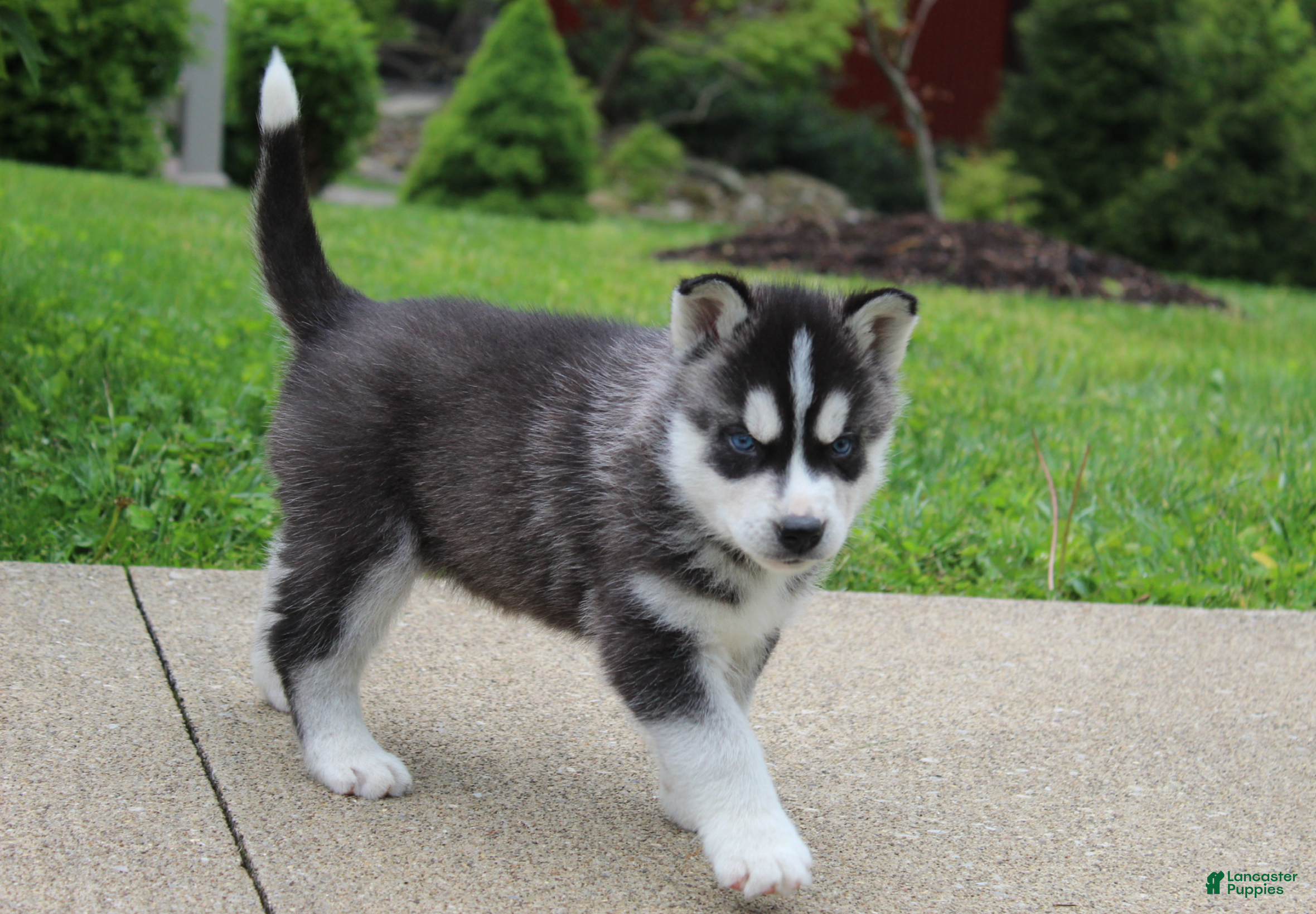 Siberian Husky dogs Bingo - Ad 1