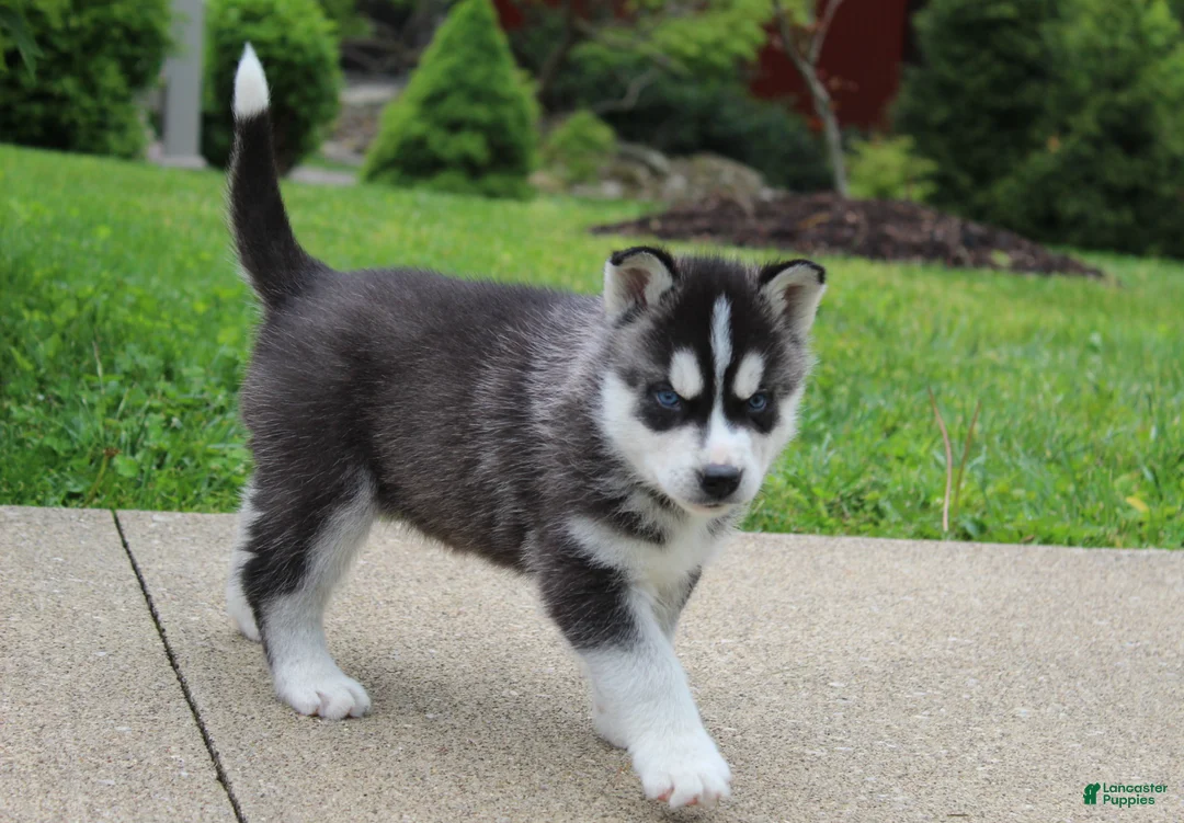 Siberian Husky dogs for sale: Bingo - Ad 1