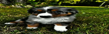 Sam