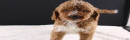 Mini Goldendoodle dogs for sale: Brewster - Ad 4