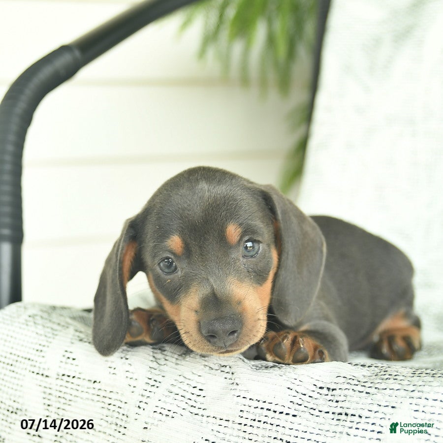 Miniature Dachshund dogs Gilbert  - Ad 2