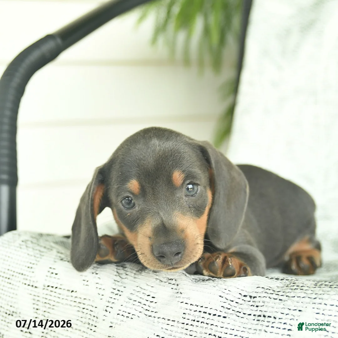 Miniature Dachshund dogs for sale: Gilbert  - Ad 2