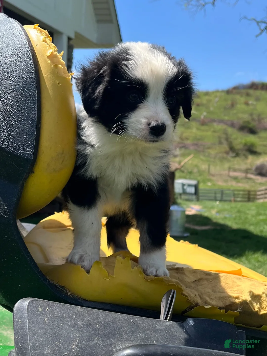 Australian Shepherd dogs for sale: Itty Bitty - Ad 2