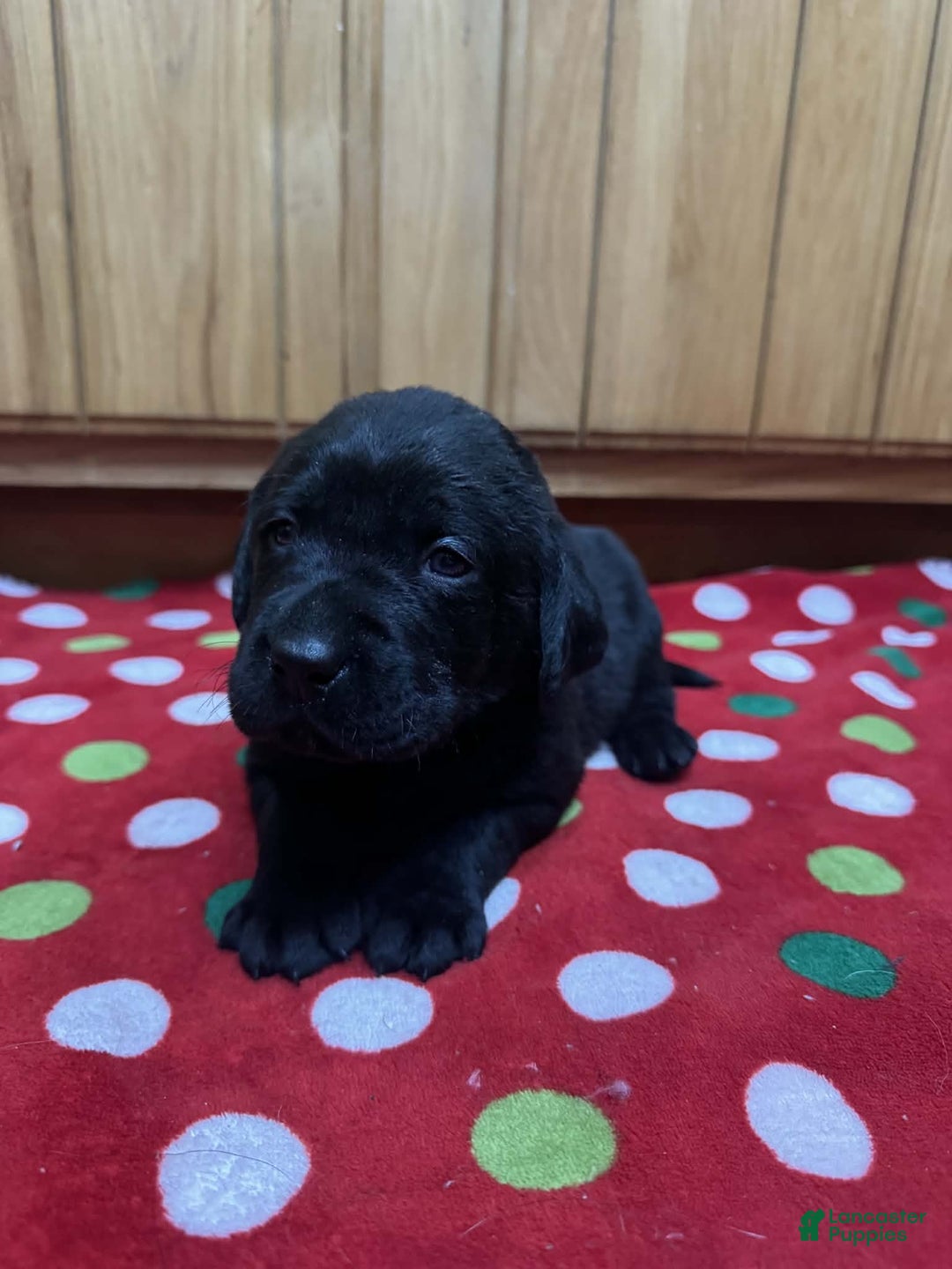 Labrador Retriever dogs for sale: Forest - Ad 3