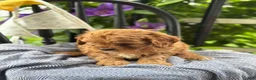 Cavapoo dogs for sale: Judd - Ad 10