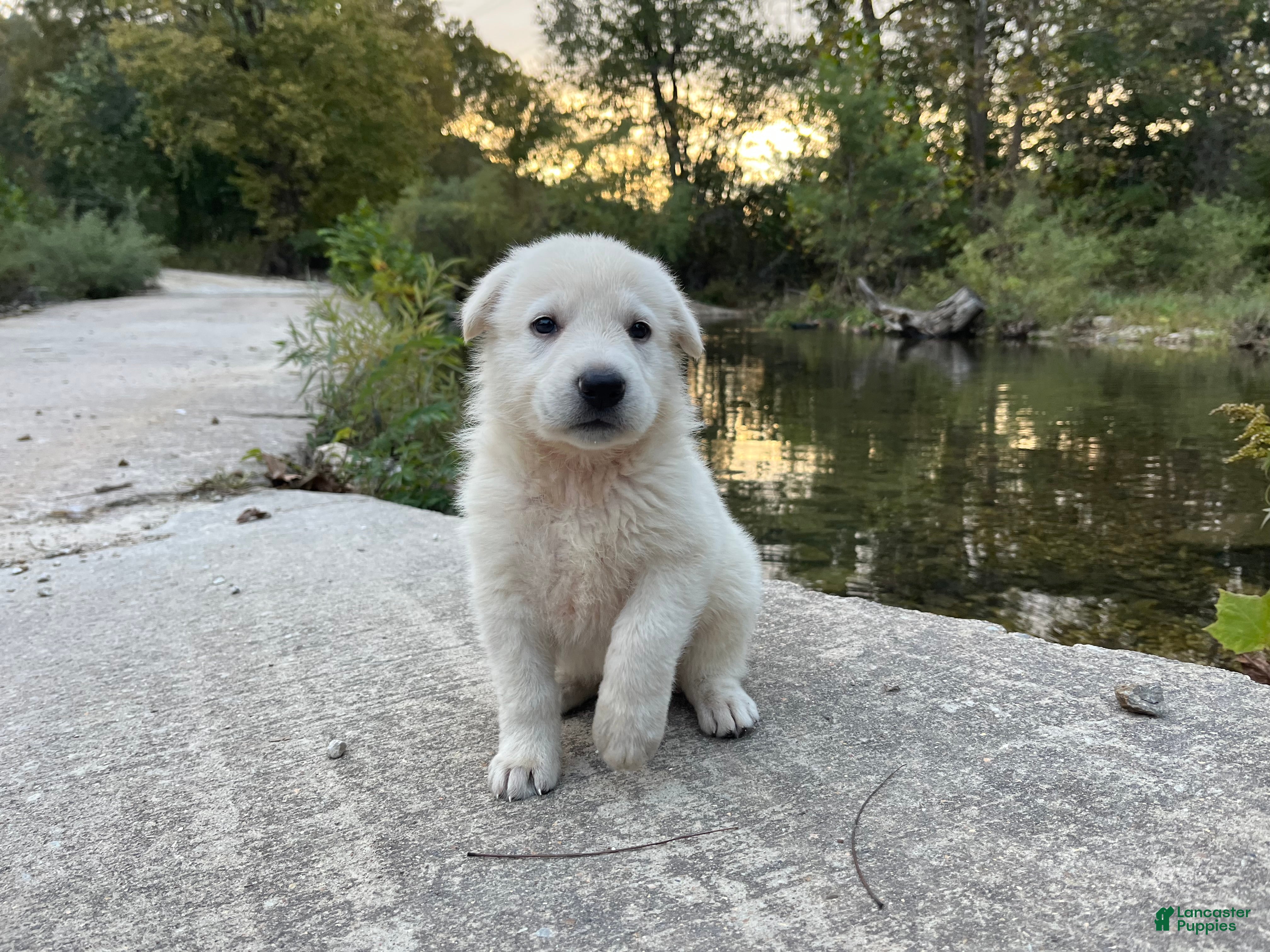 German Shepherd dogs Opal - Ad 35