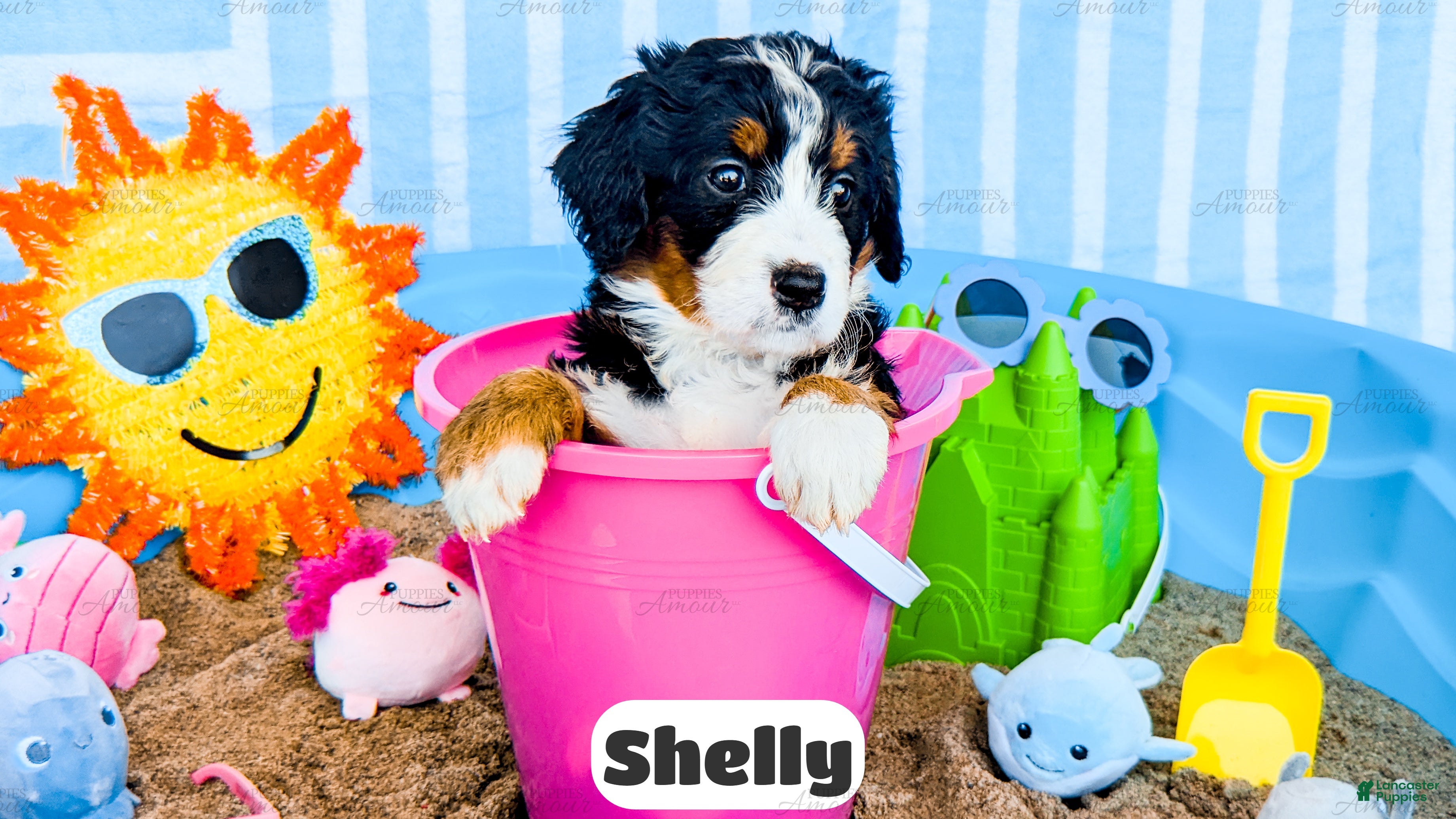 Bernedoodle dogs Shelly - Ad 1