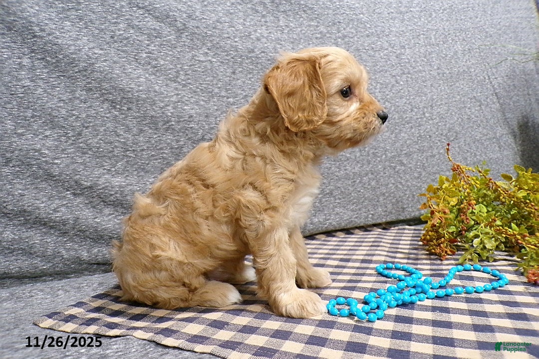 Cavapoo dogs for sale: Pepsi - Ad 6