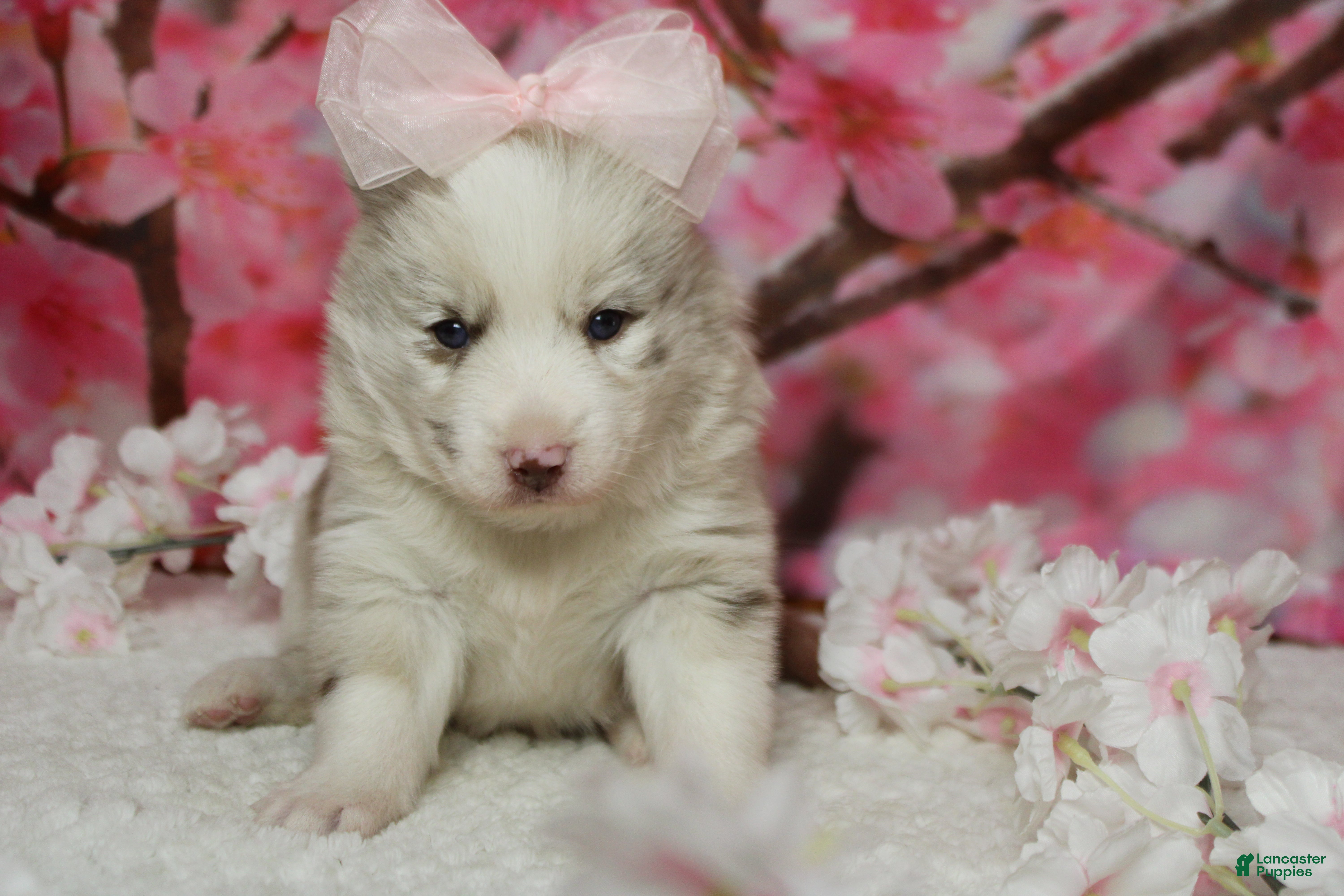 Pomsky dogs Muffy  - Ad 17