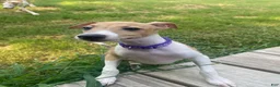 Italian Greyhound dogs for sale: Mr purple - Ad 4