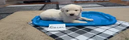 Golden Retriever dogs for sale: Oscar, AKC - Ad 1