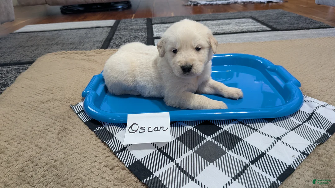Golden Retriever dogs for sale: Oscar, AKC - Ad 1