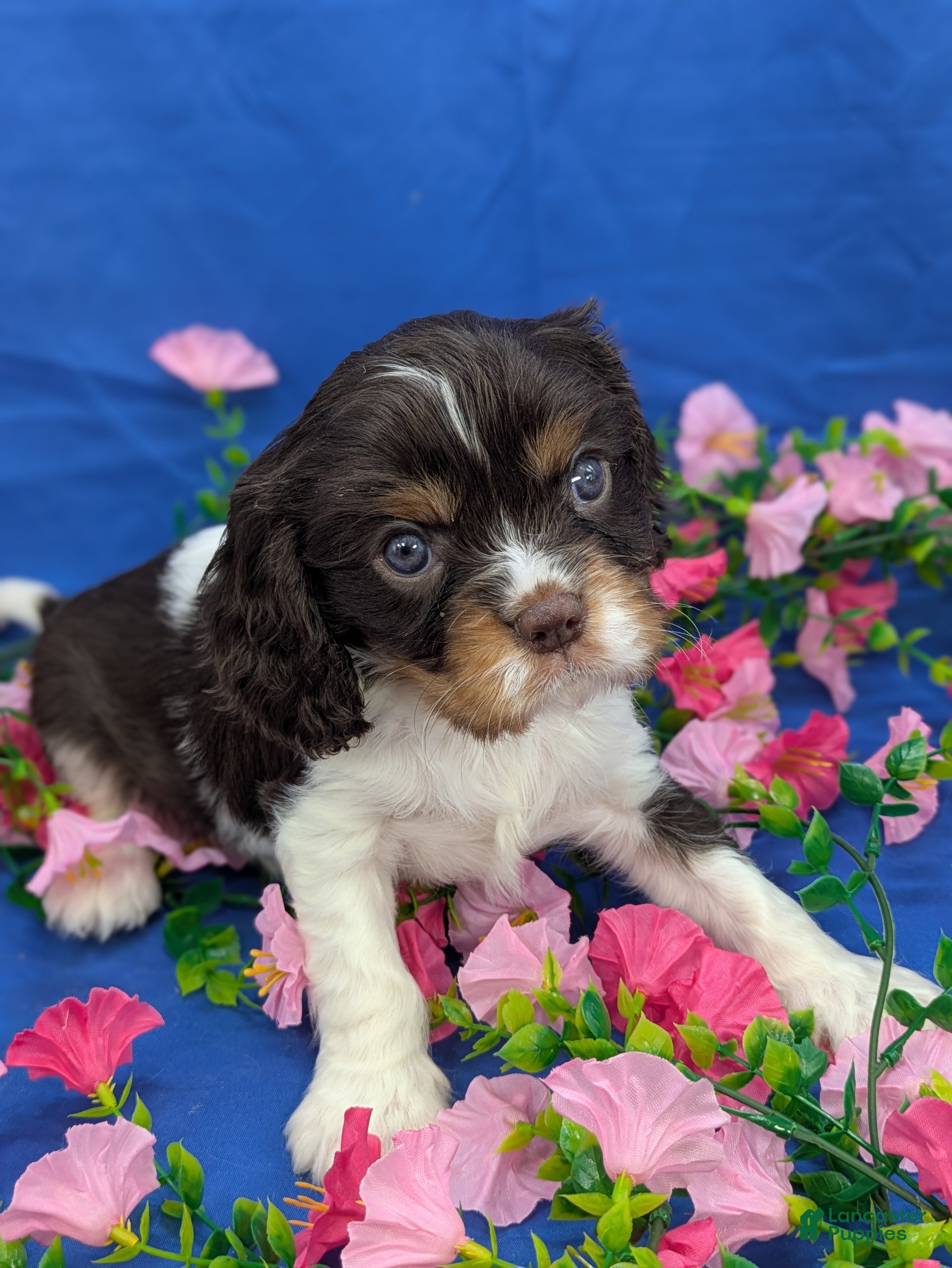 Cavalier King Charles Spaniel dogs Whiskey  - Ad 2