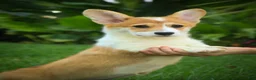 Welsh Corgi Pembroke dogs for sale: Mila Welsh Corgi Pembroke  - Ad 6