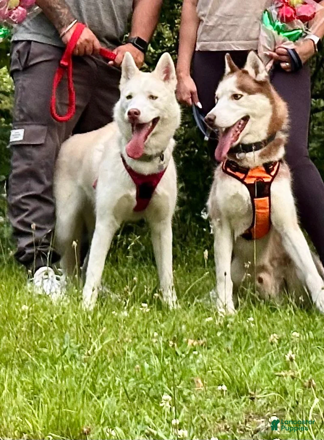 Siberian Husky dogs for sale: Thor - Ad 2