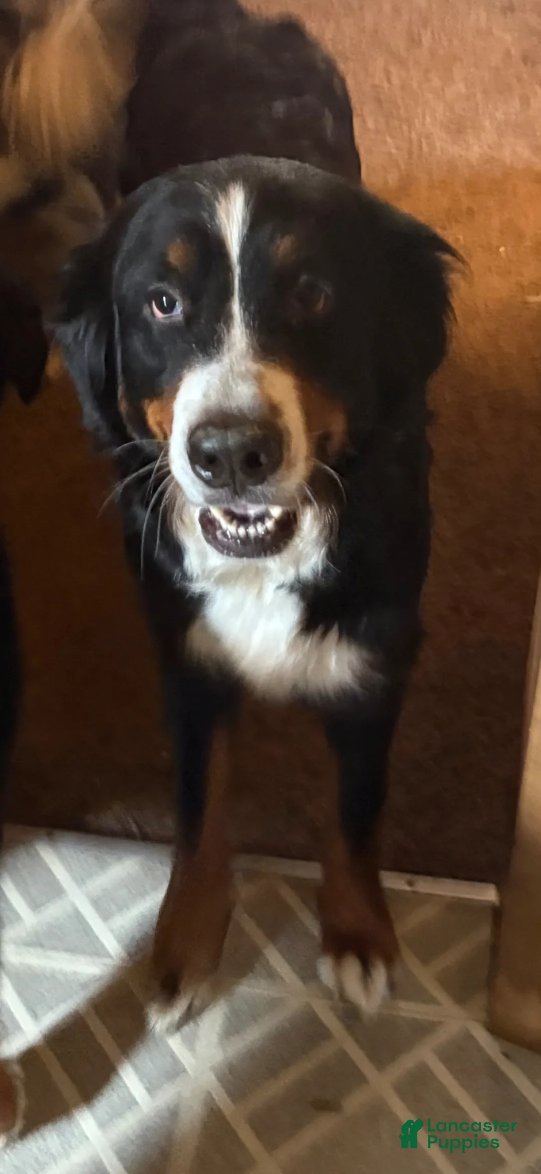 Bernese Mountain Dog dogs for sale: Bernese Mountain Dog Puppy 2 - Ad 2
