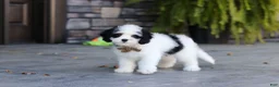 Cavapoo dogs for sale: Brady - Ad 5