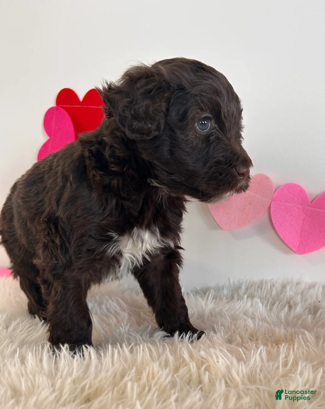 Portuguese Water Dog dogs for sale: Duke - Ad 3