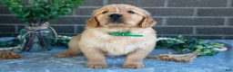 Golden Retriever dogs for sale: Pearl - Ad 3
