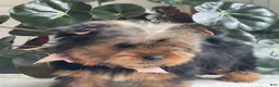 Yorkshire Terrier dogs for sale: Felicity - Ad 20