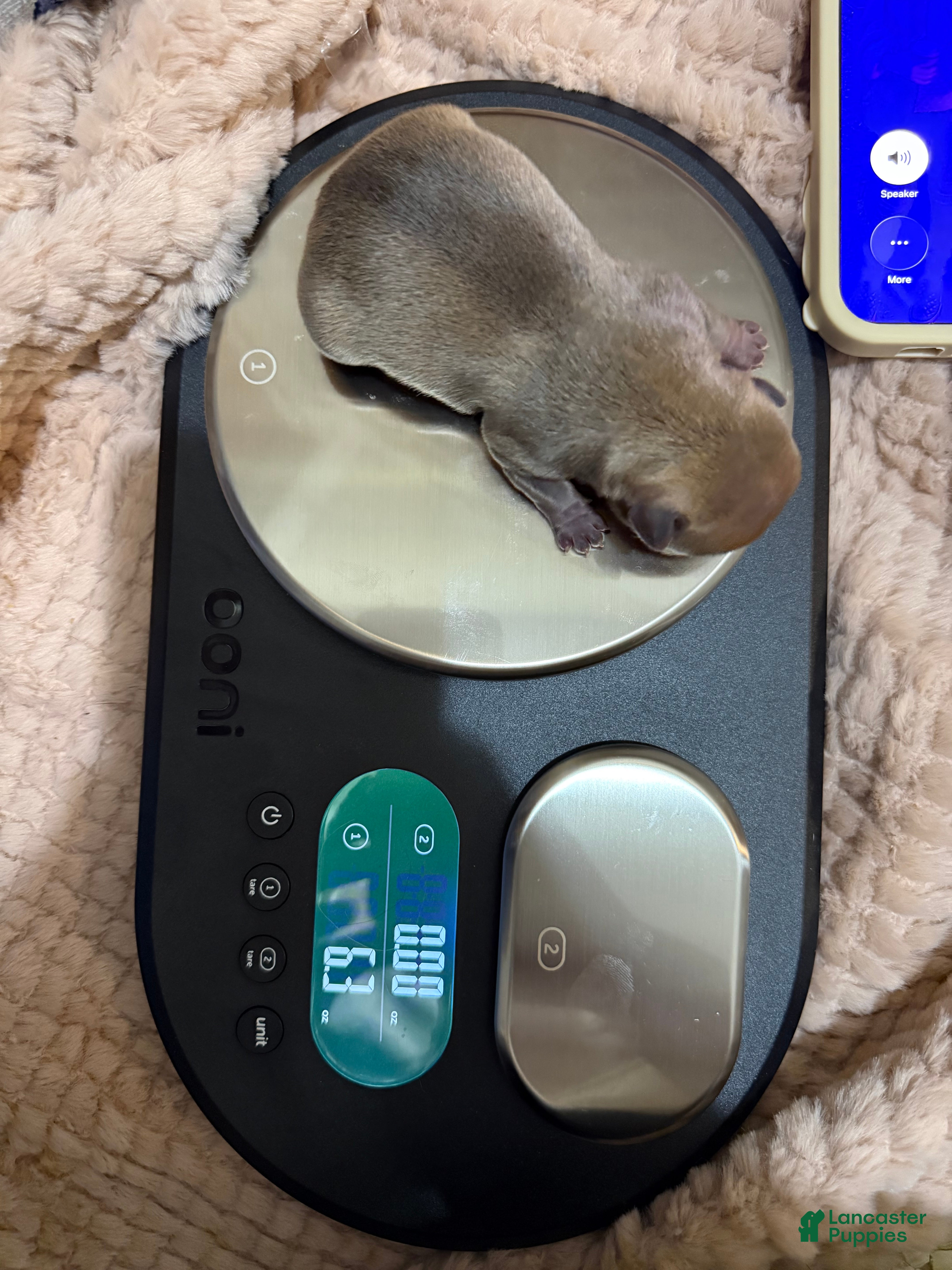 French Bulldog dogs Scout - Ad 12