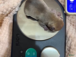 French Bulldog dogs Scout - Ad 12