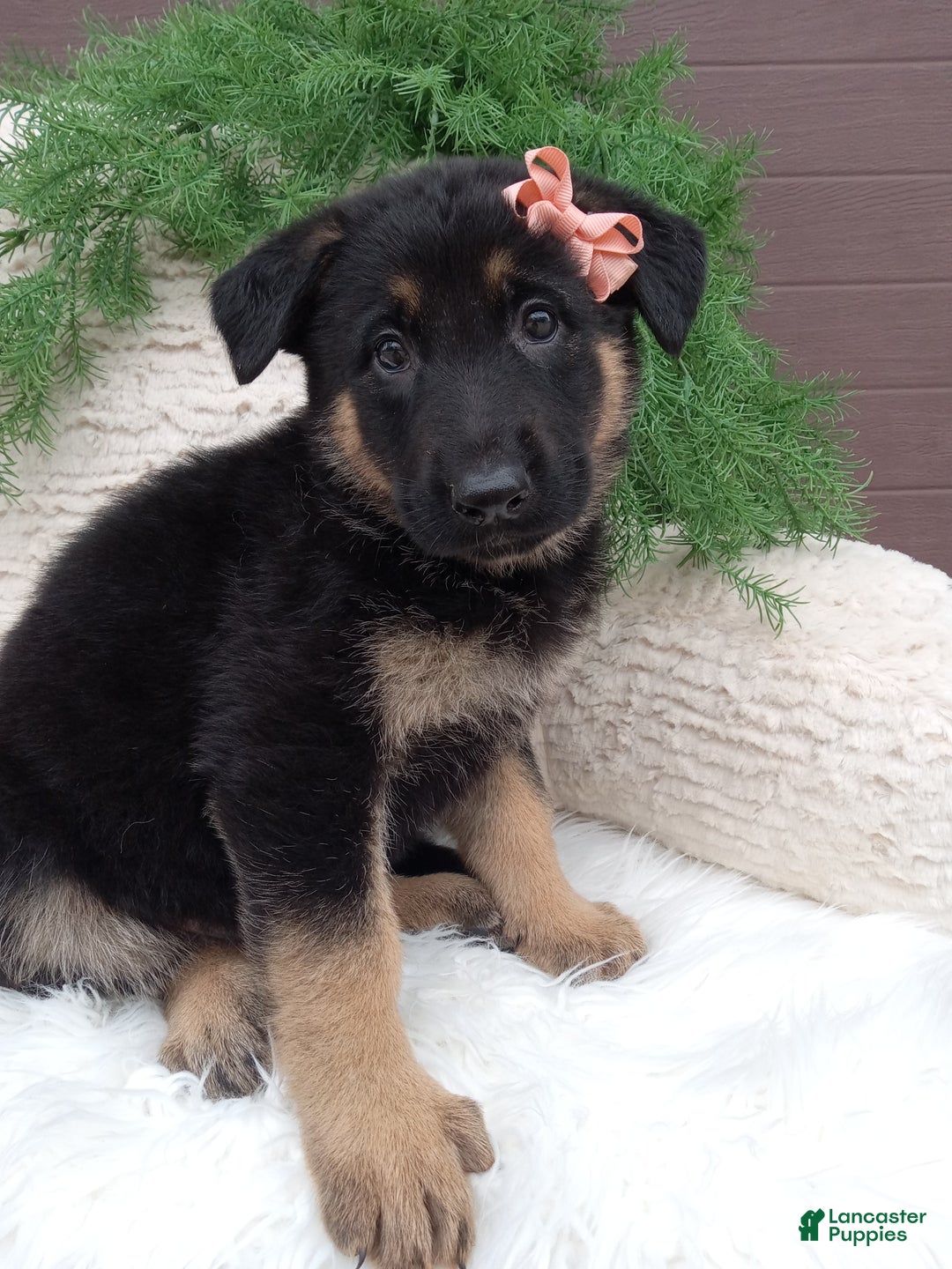 German Shepherd dogs for sale: Lexi  - Ad 4
