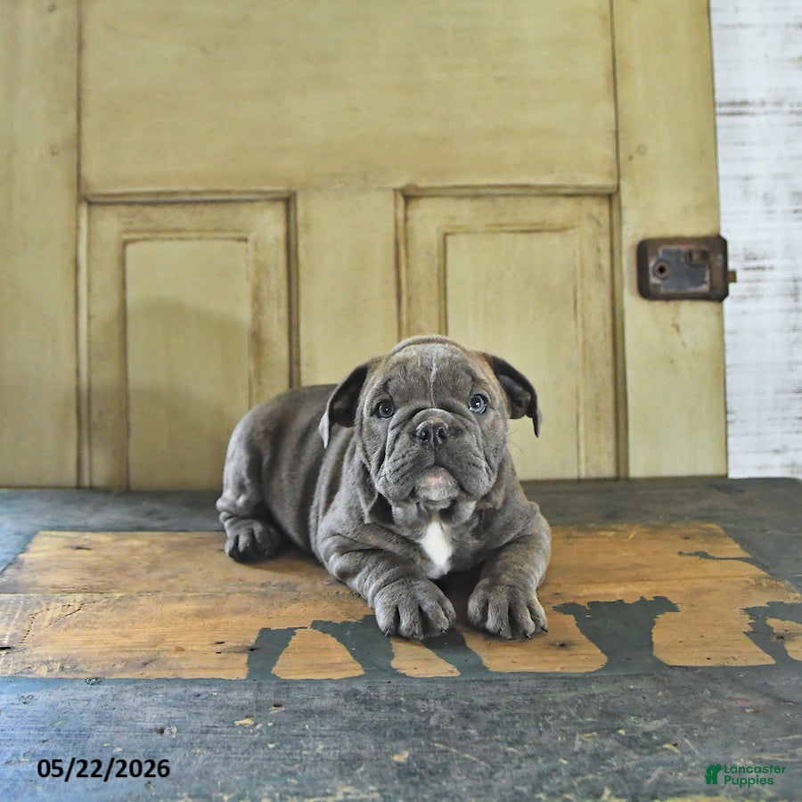 English Bulldog dogs Poppy - Ad 2