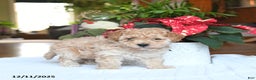 Maltipoo dogs for sale: Tyler - Ad 5