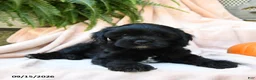 Cavachon dogs for sale: Fern  - Ad 3