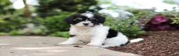 Cavachon dogs for sale: Lana - Ad 1