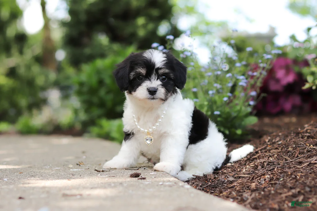 Cavachon dogs for sale: Lana - Ad 1