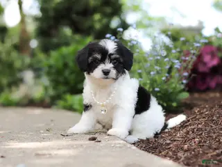 Cavachon dogs for sale: Lana - Ad 4