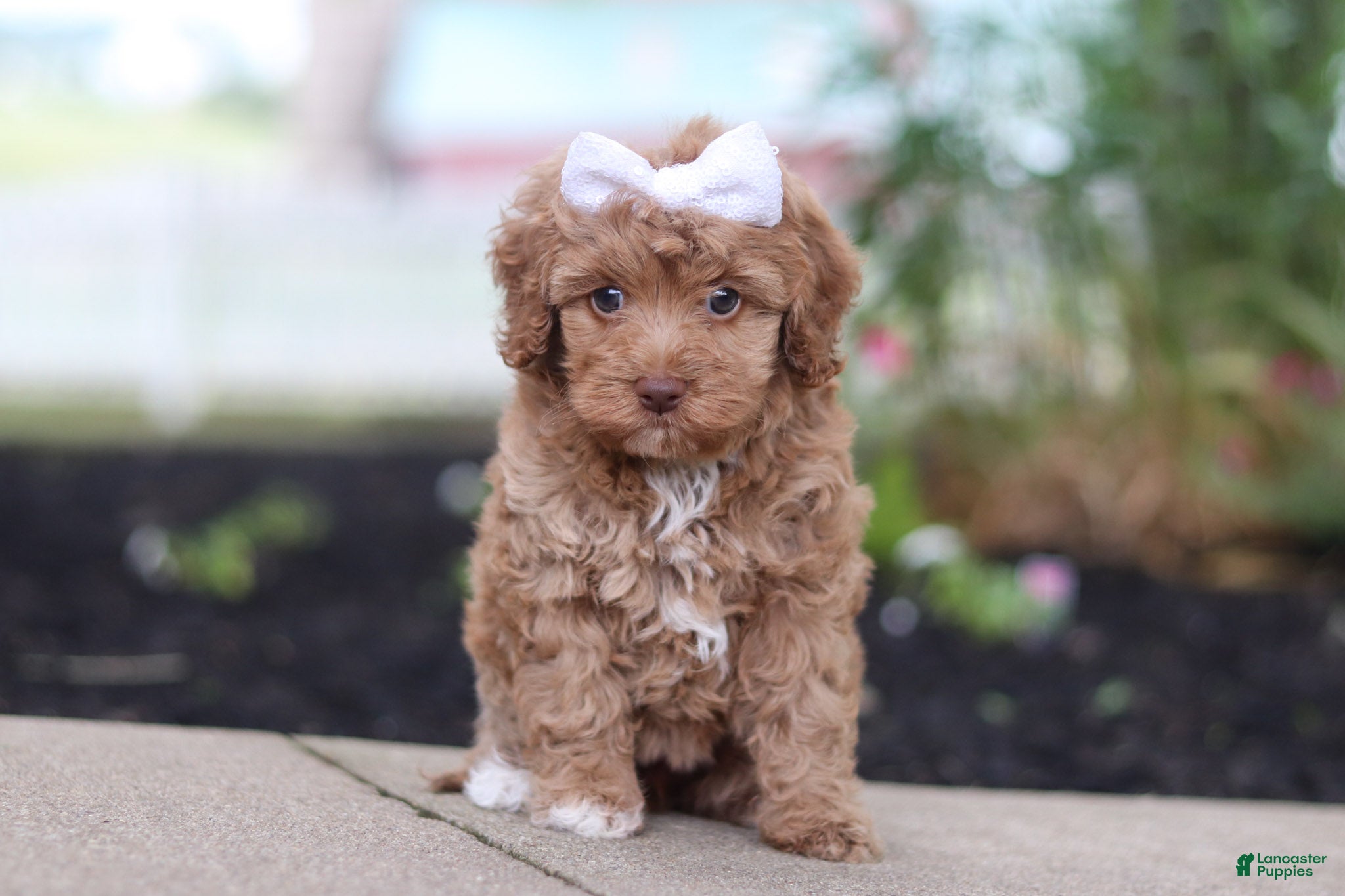 Cockapoo dogs Bella - Ad 2