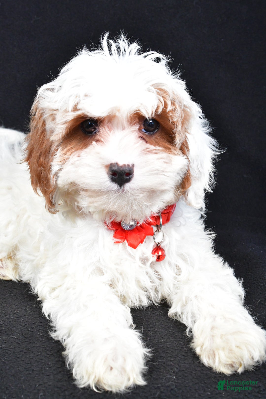 Cavapoo dogs for sale: Sienna - Ad 8