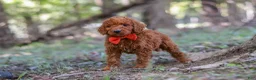 Goldendoodle dogs for sale: Dash - Ad 3