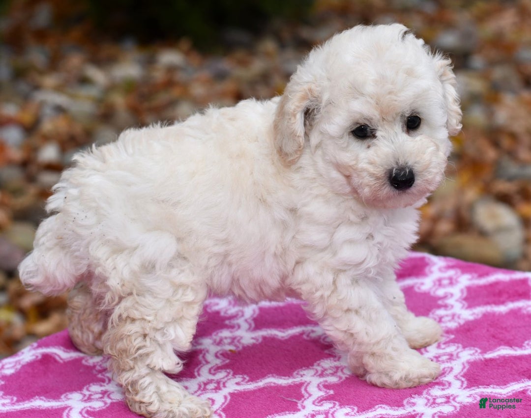 Toy Poodle dogs for sale: Tessa - Ad 2