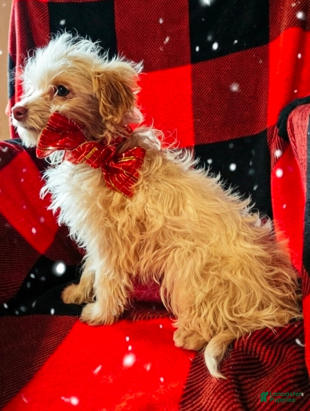 Mini Aussiedoodle dogs for sale: Mini Aussiedoodle Puppy 1 - Ad 3