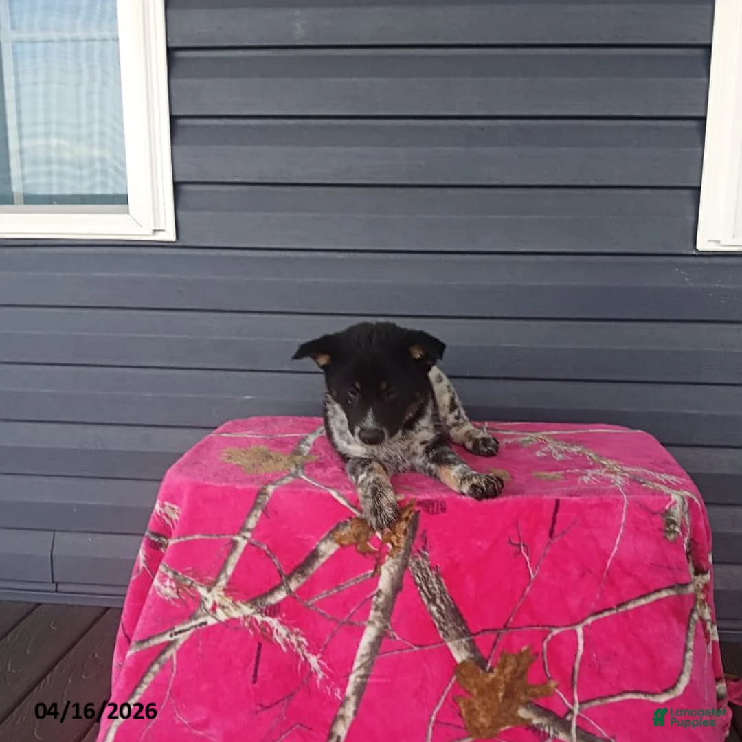 Mixed Breed dogs for sale: Kolt - Ad 3