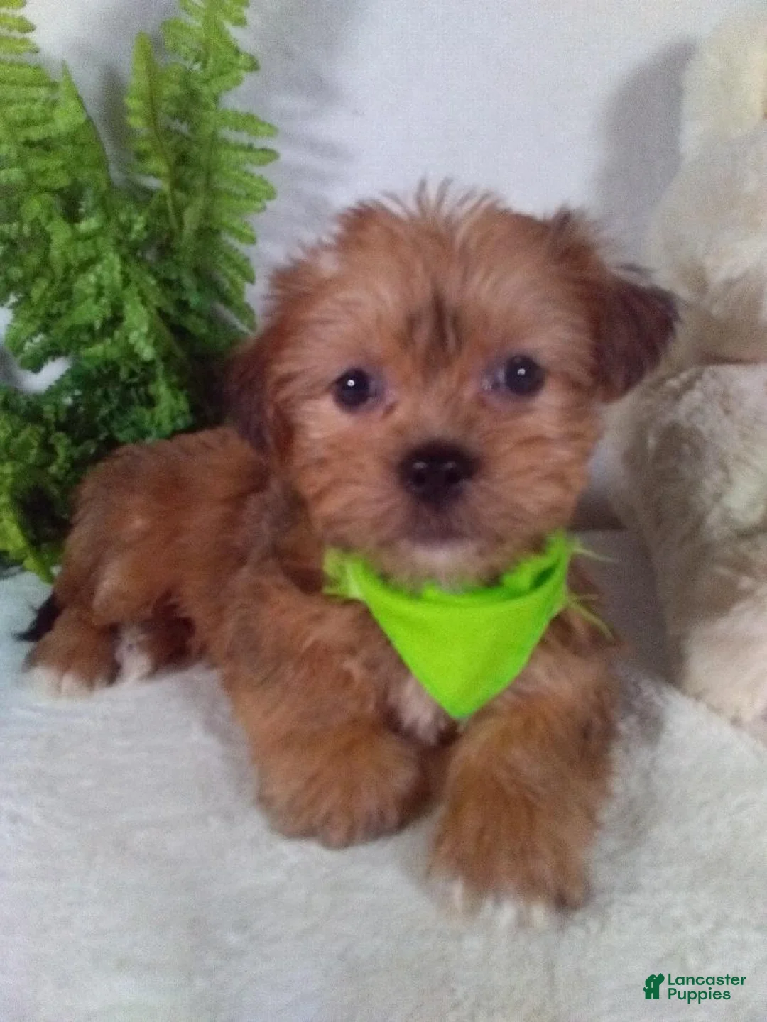 Shorkie dogs for sale: Paws - Ad 2