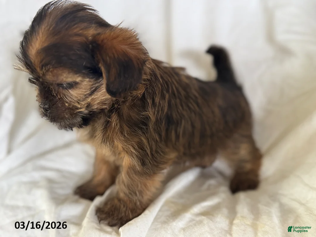 Shorkie dogs for sale: Tilly - Ad 2